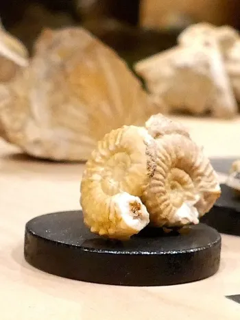 Museo geologico delle dolomiti val di fiemme