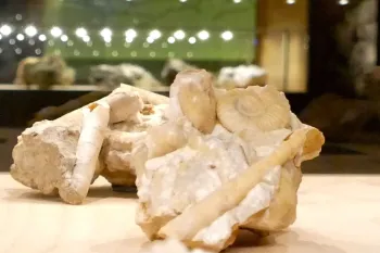 Museo geologico delle dolomiti val di fiemme 3